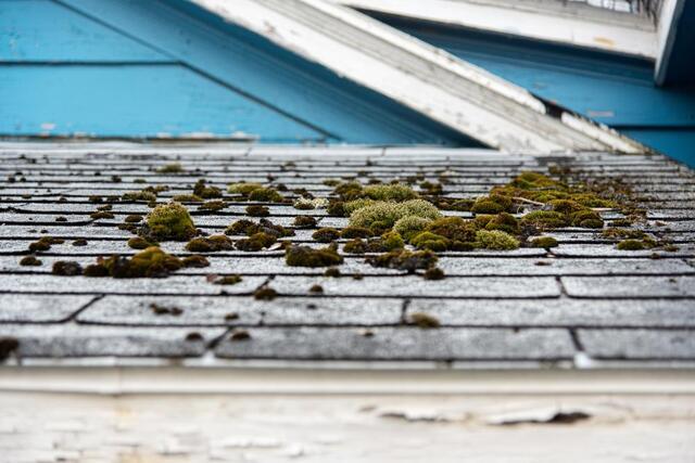 What Every Oregon Homeowner Should Know About Roof Moss