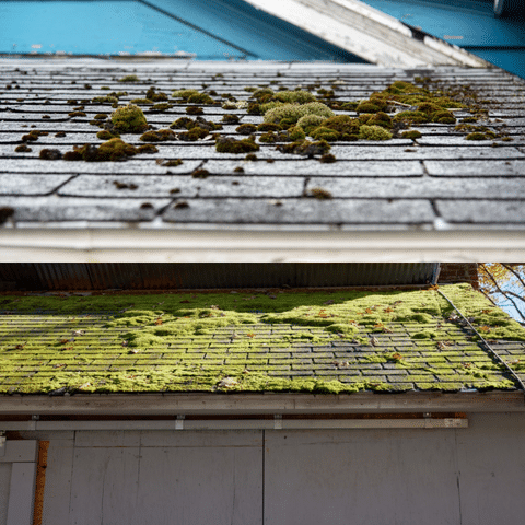 The Serious Threat of Moss on Roofs