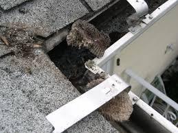 Pest Problems Hiding in Your Gutters This Summer - Image 2