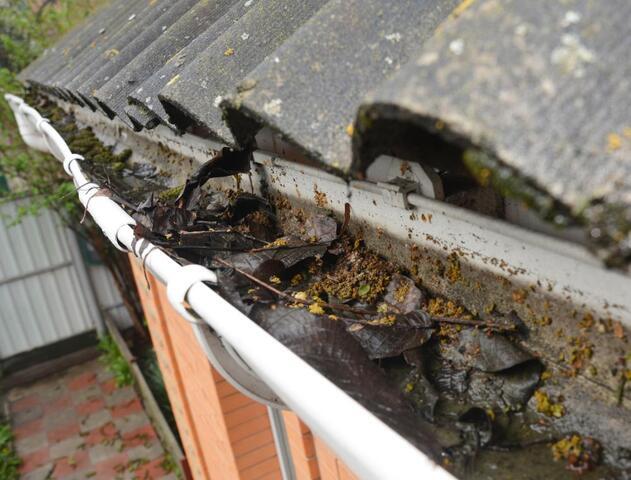 Pest Problems Hiding in Your Gutters This Summer