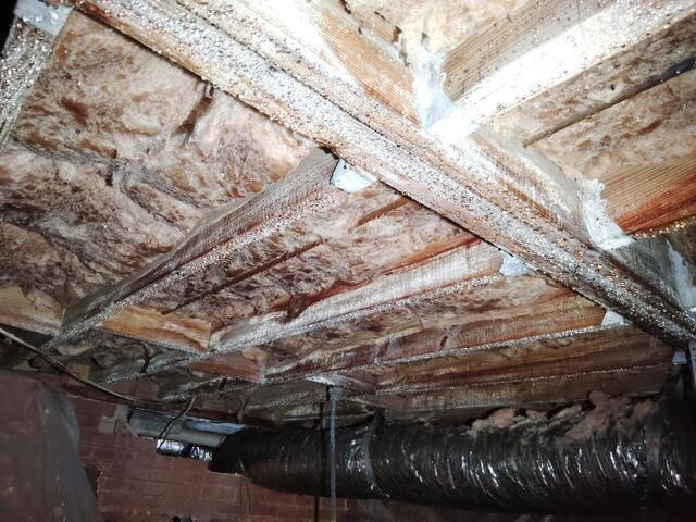 How To Eliminate Mold in Your Home