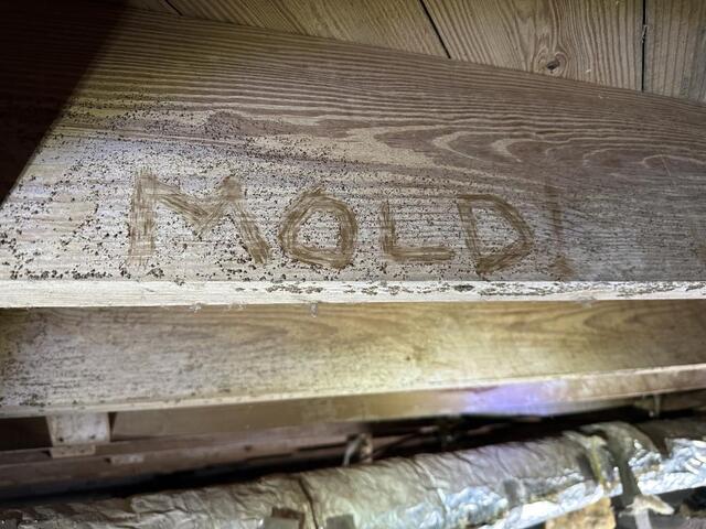 How To Eliminate Mold in Your Home - Image 2