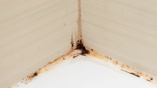 Why You\'re Seeing Pink or Black Buildup Around Your Water Fixtures in Ohio - Image 3