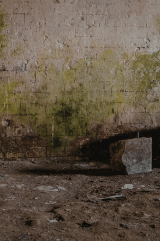 Is Your Basement Making You Sick? The Link Between Mold and Seasonal Allerg...