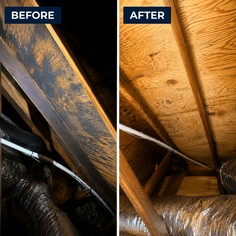 Mold Remediation and Whole Home Wellness: Investigation, Discovery, &amp; Treatment - Image 1