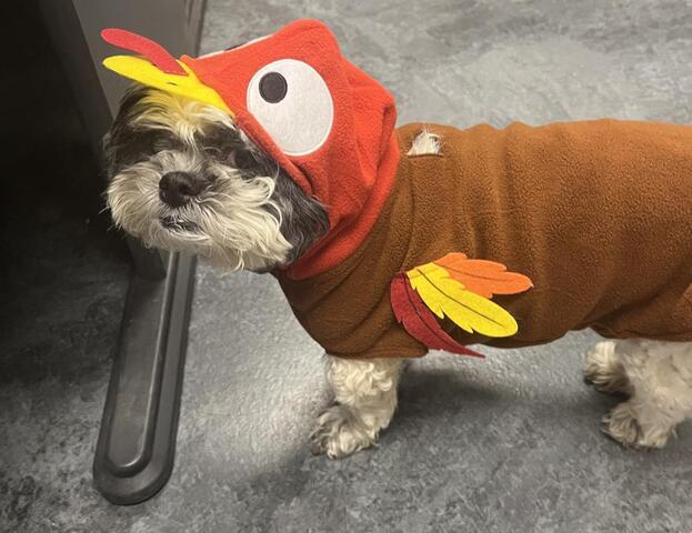 Thanksgiving Potluck - Image 3