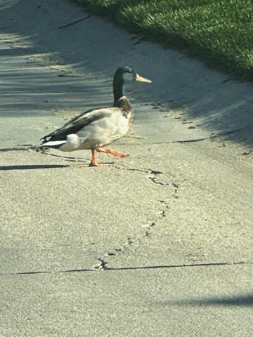 Don't Duck the Cracks: Why Fixing Concrete Now Saves You Later