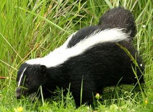 Myth-Busting DIY Odor Removal Tips and Tricks