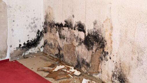What to Expect When Dealing With Mold in New York State