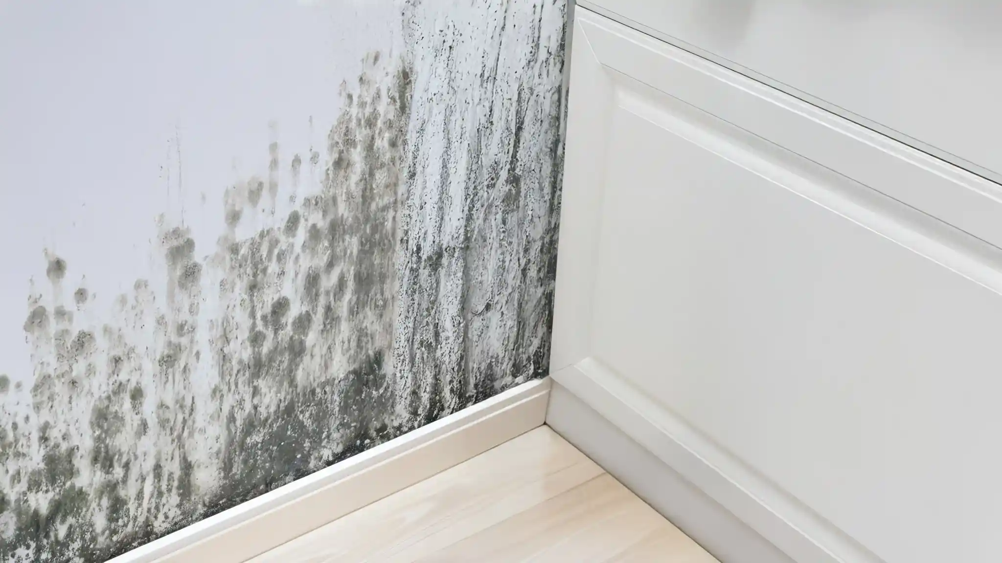 DIY Mold Removal vs. Professional Remediation: What's the Difference?