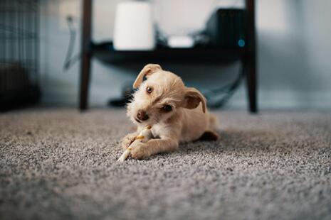 Tactics for Removing Unwanted Pet Odors