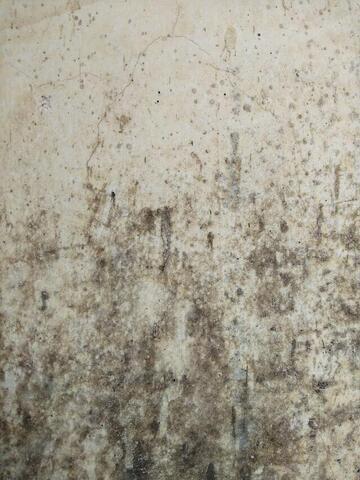 Which Molds are Worst for Your House?