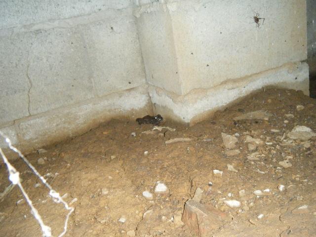 Here is the finished regrading and the frog in the corner is another clear sign of the humidity in this crawl space. Next, the crew will be rolling out the dimple roll, then installing the Cleanspace.