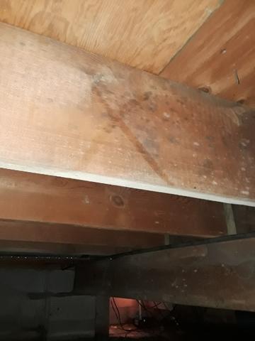 Here you can see mold growing on the floor joists.