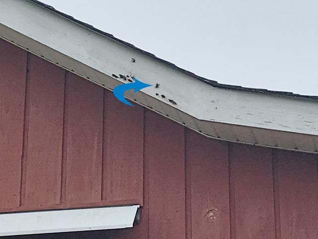 As I began my inspection in the barn, I immediately noticed several bees boring into the wooden trim by the soffit.