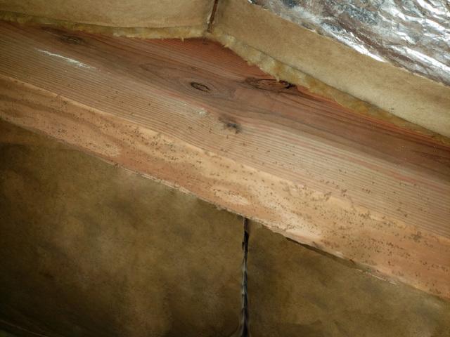 Mold and mildew growth can be found on many of the organic materials of the crawl space due to the increased relative humidity and warm temperatures.