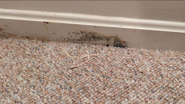 This is mold on the baseboard of this wall.  The carpets and baseboard had soaked up moisture and were allowing growth of organic material.