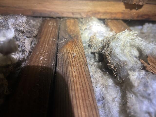 It's easy for homeowners to miss the often subtle signs of a termite infestation until substantial damage has already been done to the home!