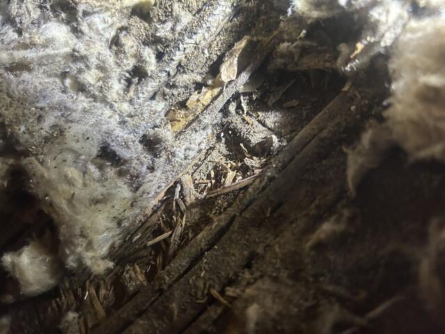 Subterranean termites can cause the most damage of any termite species. They eat wood 24 hours a day, seven days a week and over time, subterranean termites can critically damage a building structure!