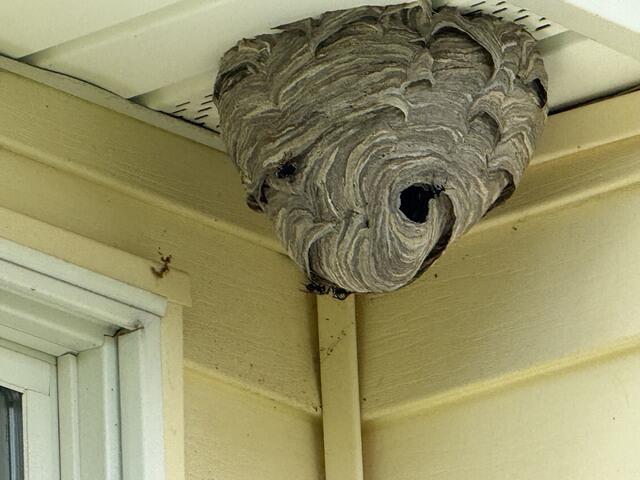 Bald-faced hornets build paper nests at least three or more feet off of the ground, usually in trees, shrubs, overhangs, houses, or other structures. These nests can be as large as 14 inches in diameter, more than 24 inches in length and are grey, paper-like, and enclosed. At their peak, their colonies may contain between 100 to 400 members.