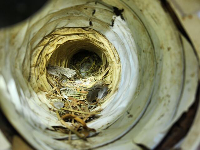 Each one was clogged with an abundance of nesting debris.