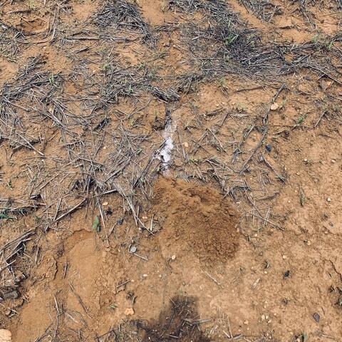 The adult female will paralyze the cicada with her stinger, carry the cicada back to their burrow, and lay her eggs under the left or right second leg of the cicada. The eggs then hatch and the larvae begin to eat the cicada while it is paralyzed.