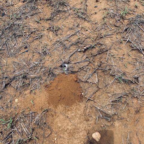 Cicada killer wasps choose to nest in well-drained, light-textured soils in full sunlight that are near trees harboring cicadas.