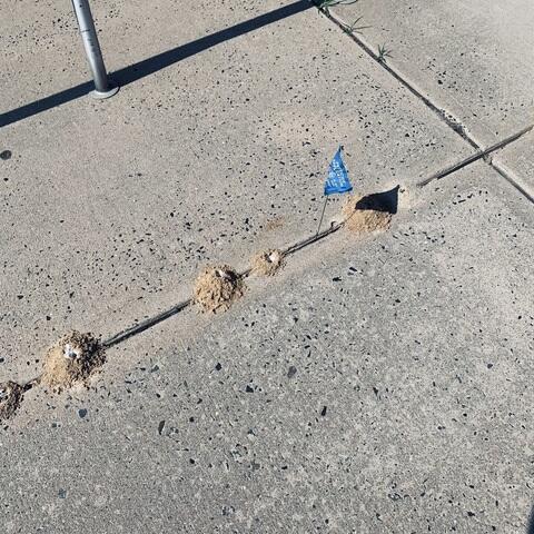 During the burrowing process, female cicada killers can displace several pounds of dirt making a big mess and damaging the roots of plants.