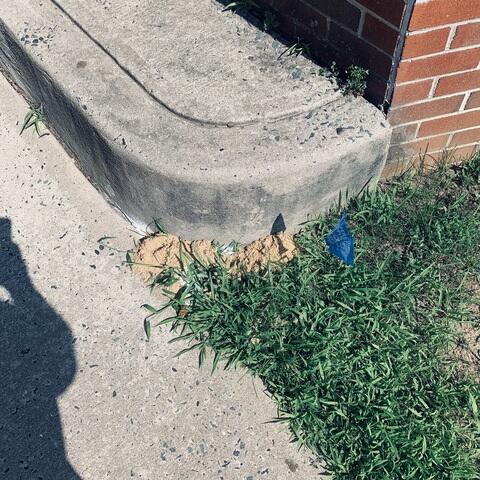 With our treatments, the cicada killer wasps will be neutralized in a short amount of time.