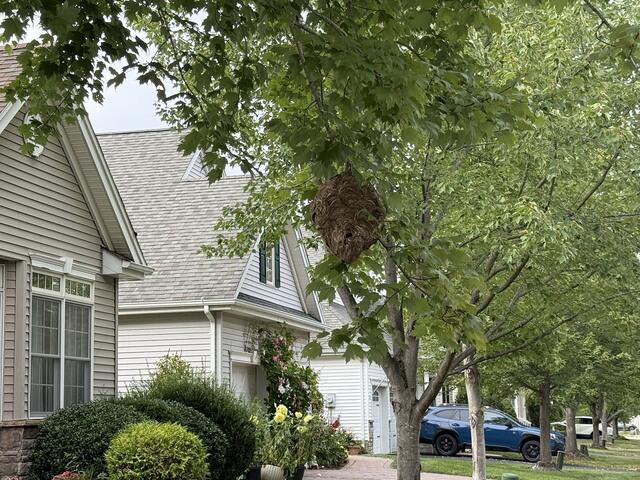 Bald-Faced Hornets Stinging...
