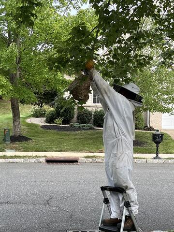 Taking down the nest...