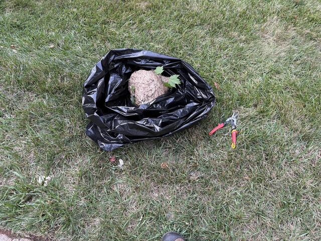 ...and now disposing of the nest properly.