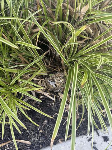 Two In-Ground Yellow Jacket...