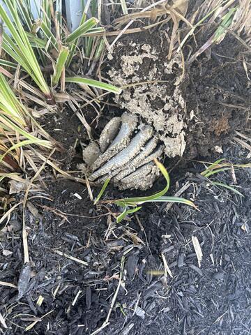 Now that the yellow jackets are eliminated, we're going to dig up the nests, dispose of them, and then fill in the burrows.