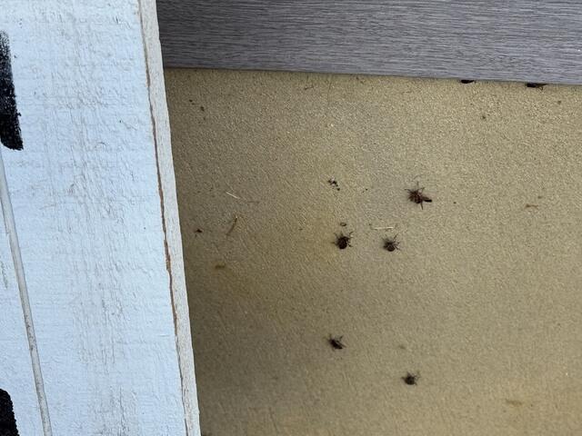 Boxelder bugs aren't dangerous, but they can be a huge nuisance.