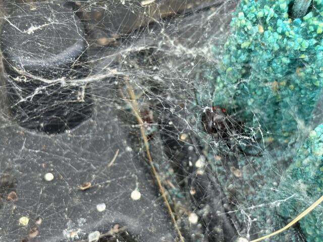 They also construct a disorganized webbing structure.