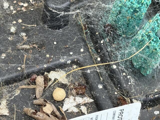 Although deaths from black widows are rare, their venom is approximately 15 times stronger than a rattlesnake's