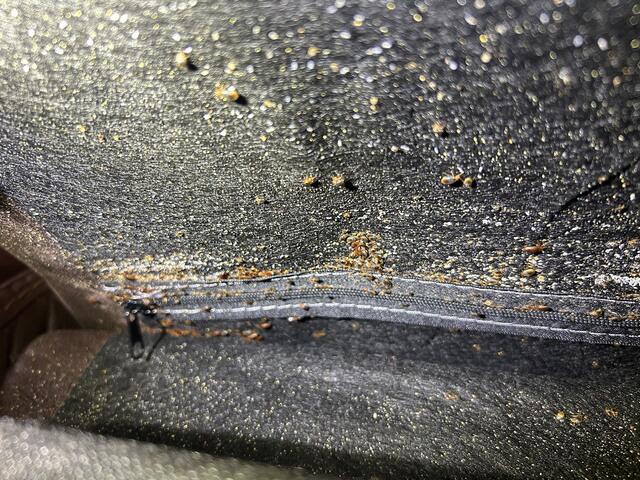 There were even more bed bugs underneath the couch!