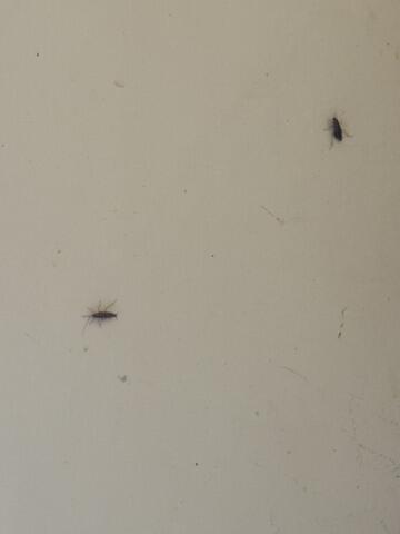 Everywhere we turned, we spotted a ton of cockroaches.