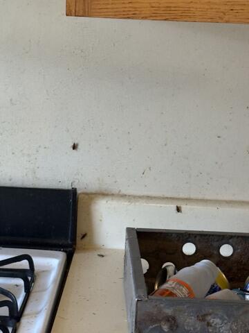 The majority of the infestation was located in the kitchen.