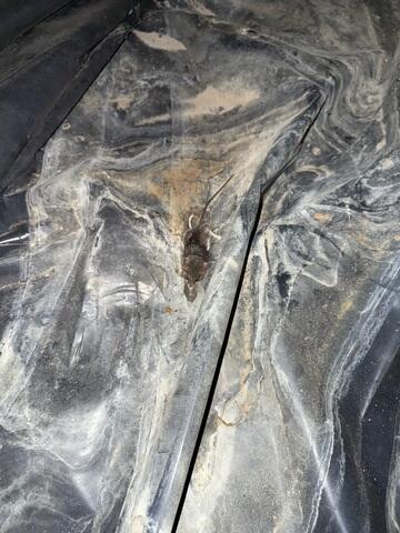 There were many signs of both active and dead rodents- because of the warm and damp environment, caused by the water intrusion, these rodents thrived in this crawl space. This caused a musty smell that went up into the home itself.