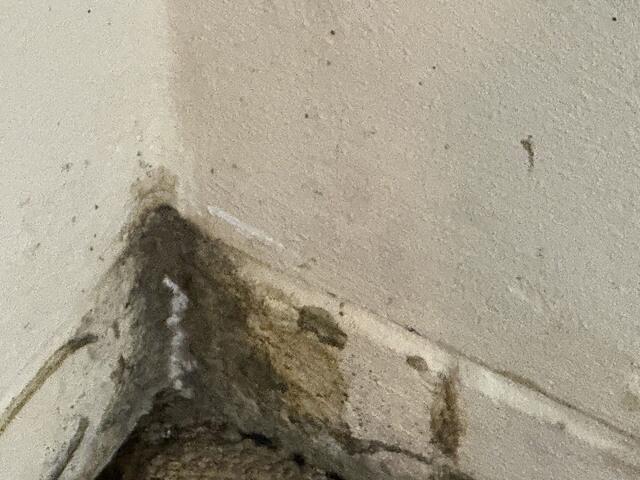 Mold Forming in the Corner of the Office in Freehold, NJ