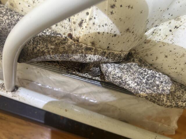 Judging by the size and extent of the infestation, the bed bugs have been here for a long time.