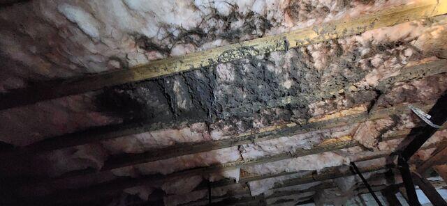 Due to the high levels of humidity due to water intrusion, mold began to grow on the old insulation.