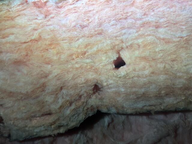 Mice will often tunnel in the insulation to create a warm nesting place.