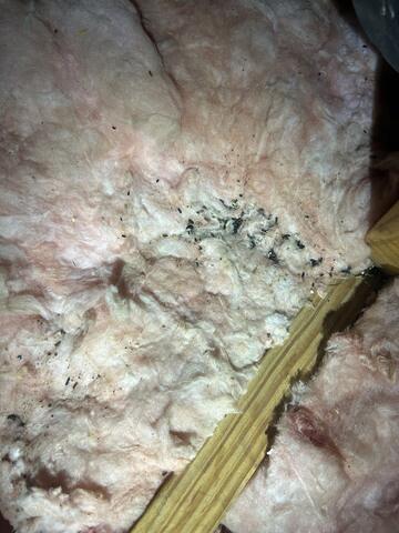 ...and caused quite a mess in the attic!