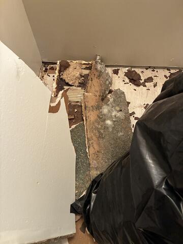 Every single piece of sheetrock was contaminated with mold.
