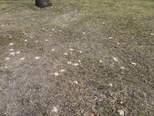 Although the venom from a digger bee sting is strong enough to cause a severe allergic reaction in some people, they are very non-aggressive and usually only sting if they are being stepped on.