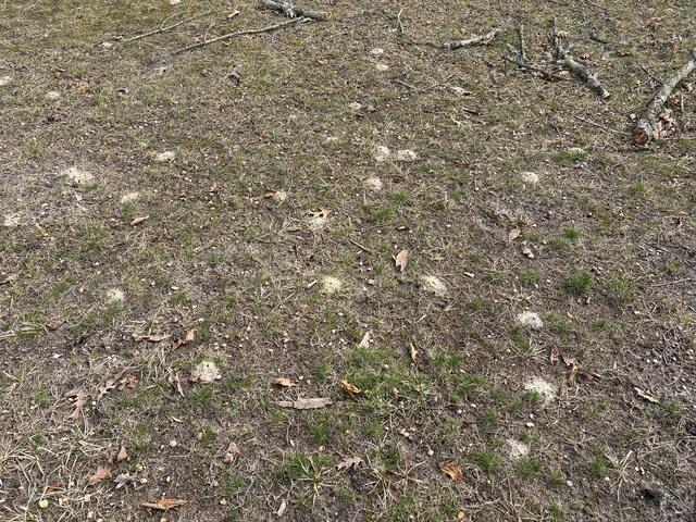 Digger bees are solitary bees that live one colony per hole, but there may be many holes in an area creating digger bee communities.