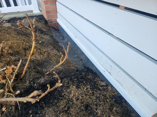 This sturdy "L shaped" perimeter will prevent the raccoon, and other nuisance wildlife, from burrowing and nesting underneath the area.